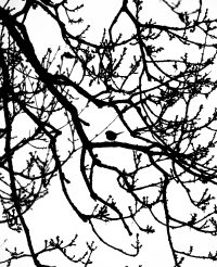 Long-tailed tit silhouette